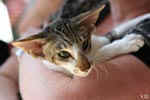 [Oriental brown blotched tabby et blanc, Humeur de Chien de l'Improbable]