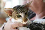 [Oriental brown blotched tabby et blanc, Humeur de Chien de l'Improbable]