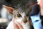 [Oriental brown blotched tabby et blanc, Humeur de Chien de l'Improbable]