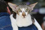 [Oriental brown blotched tabby et blanc, Humeur de Chien de l'Improbable]