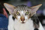 [Oriental brown blotched tabby et blanc, Humeur de Chien de l'Improbable]