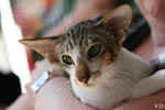 [Oriental brown blotched tabby et blanc, Humeur de Chien de l'Improbable]