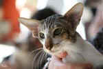 [Oriental brown blotched tabby et blanc, Humeur de Chien de l'Improbable]