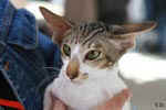 [Oriental brown blotched tabby et blanc, Humeur de Chien de l'Improbable]