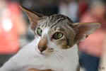 [Oriental brown blotched tabby et blanc, Humeur de Chien de l'Improbable]