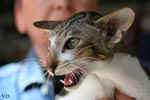 [Oriental brown blotched tabby et blanc, Humeur de Chien de l'Improbable]