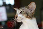 [Oriental brown blotched tabby et blanc, Humeur de Chien de l'Improbable]