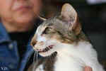 [Oriental brown blotched tabby et blanc, Humeur de Chien de l'Improbable]