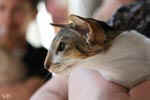 [Oriental brown blotched tabby et blanc, Humeur de Chien de l'Improbable]