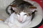 [Oriental brown mackerel tabby et blanc, Ideal Cat Roméo]