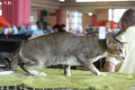 Oriental brown ticked tabby et blanc, Infrieur  Trois de l'Improbable