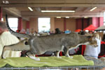 Oriental brown ticked tabby et blanc, Infrieur  Trois de l'Improbable