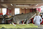 Oriental brown ticked tabby et blanc, Infrieur  Trois de l'Improbable