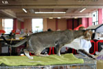 Oriental brown ticked tabby et blanc, Infrieur  Trois de l'Improbable