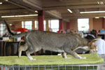 Oriental brown ticked tabby et blanc, Infrieur  Trois de l'Improbable