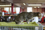 Oriental brown ticked tabby et blanc, Infrieur  Trois de l'Improbable