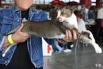 Oriental brown ticked tabby et blanc, Infrieur  Trois de l'Improbable