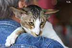 Oriental brown ticked tabby et blanc, Infrieur  Trois de l'Improbable