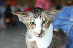 Oriental brown ticked tabby et blanc, Infrieur  Trois de l'Improbable