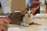 Oriental chocolat ticked tabby et blanc, Jerrican d'Essence de l'Improbable