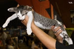 Oriental brown spotted tabby et blanc, Limeriks des Motards en Dlire