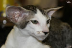 Oriental brown spotted tabby et blanc, Limeriks des Motards en Dlire
