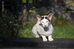 Oriental chocolat et blanc, Mogalo Isatys