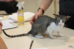 Oriental brown spotted tabby et blanc, Noredonme van Crystaltina