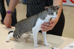 Oriental brown spotted tabby et blanc, Noredonme van Crystaltina