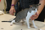 Oriental brown spotted tabby et blanc, Noredonme van Crystaltina