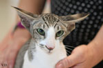 Oriental brown spotted tabby et blanc, Noredonme van Crystaltina