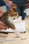 Oriental chocolat ticked tabby et blanc, Rock'n'Cats Jackass