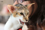 Oriental brown tortie spotted tabby et blanc, Sarijeka You're Beautiful