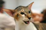 Oriental brown tortie spotted tabby et blanc, Sarijeka You're Beautiful