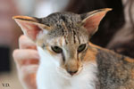 Oriental brown tortie spotted tabby et blanc, Sarijeka You're Beautiful