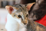 Oriental brown tortie spotted tabby et blanc, Sarijeka You're Beautiful