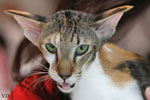 Oriental brown tortie spotted tabby et blanc, Sarijeka You're Beautiful