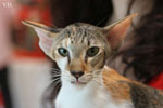 Oriental brown tortie spotted tabby et blanc, Sarijeka You're Beautiful