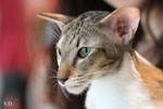 Oriental brown tortie spotted tabby et blanc, Sarijeka You're Beautiful