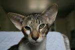 Oriental brown tortie spotted tabby et blanc, Sarijeka You're Beautiful