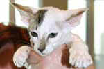 [Oriental brown spotted tabby et blanc, Vice Versa du Phare Breton]