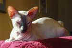 [Peterbald chocolat point, xx]