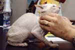 [Peterbald seal tabby point, XXX]