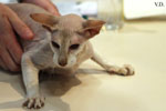 Peterbald chocolat silver tabby point, Bulsara Galouchka