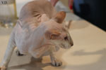 Peterbald chocolat silver tabby point, Bulsara Galouchka