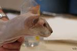 Peterbald chocolat silver tabby point, Bulsara Galouchka