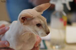 Peterbald chocolat silver tabby point, Bulsara Galouchka