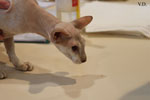 Peterbald chocolat silver tabby point, Bulsara Galouchka