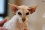 Peterbald chocolat silver tabby point, Bulsara Galouchka