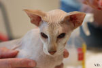 Peterbald chocolat silver tabby point, Bulsara Galouchka